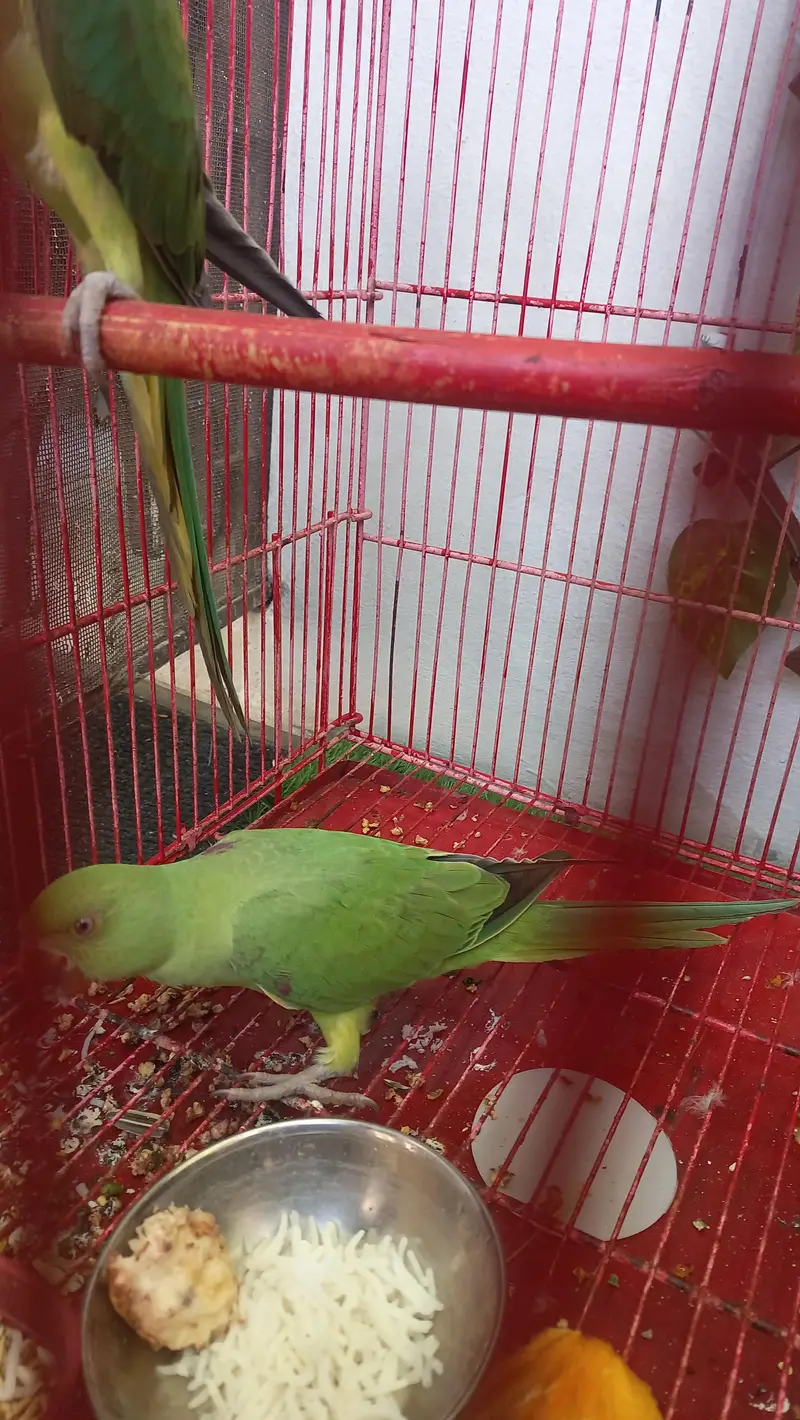 Green neck parrot for sale — photo 2