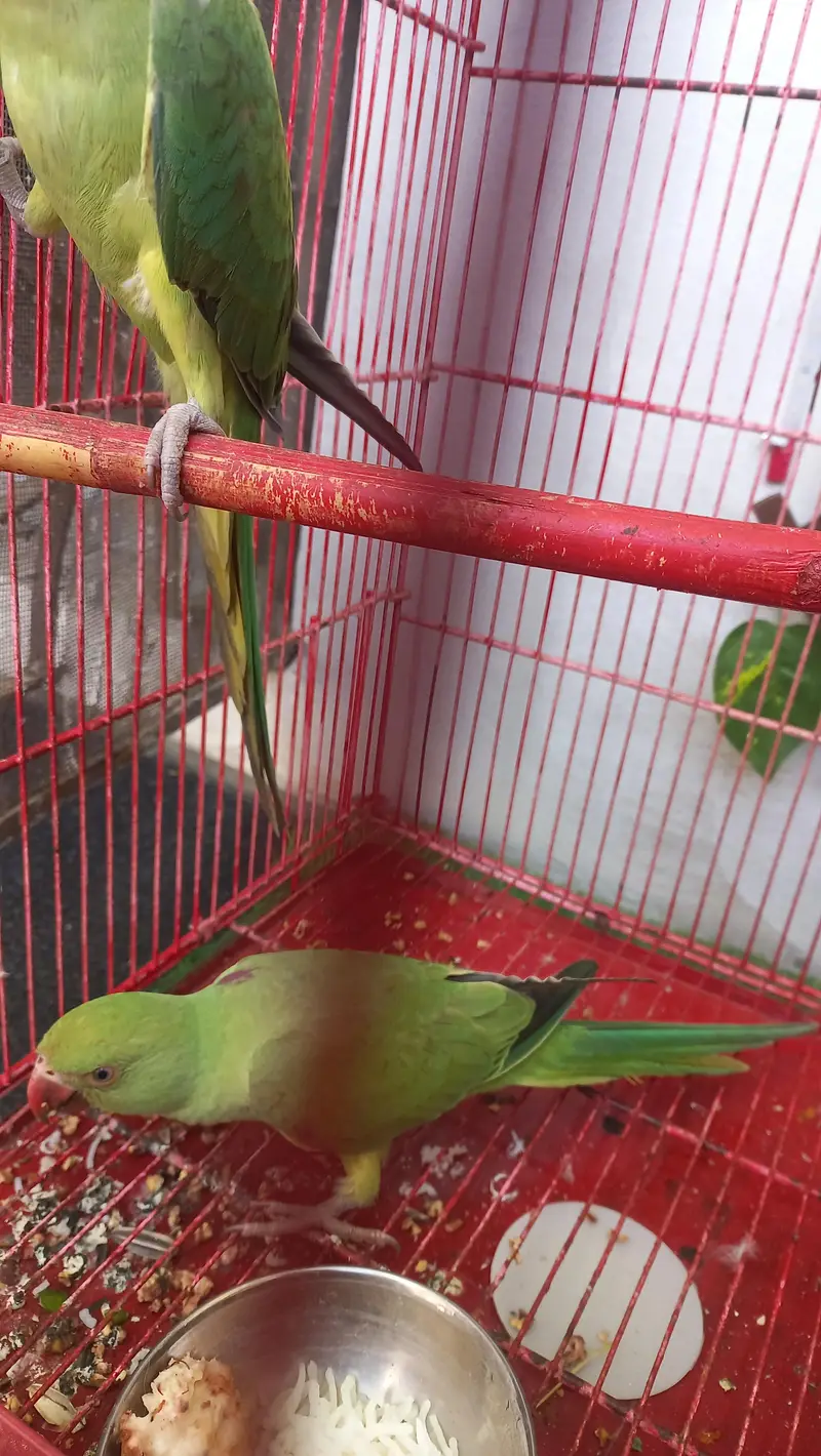 Green neck parrot for sale — photo 3