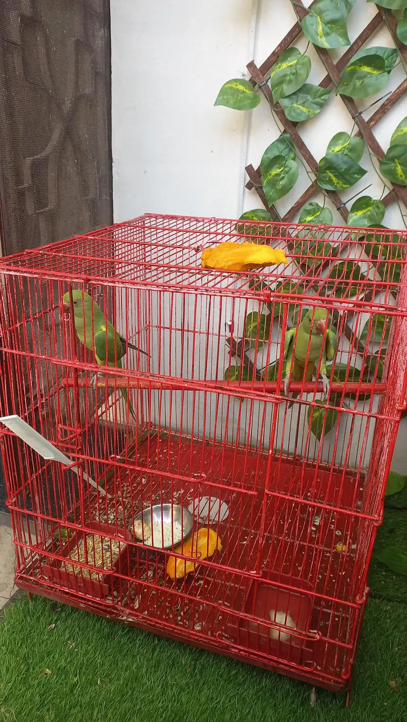 Green neck parrot for sale — photo 4