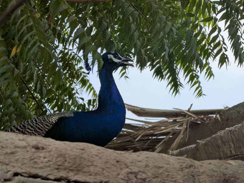 Peacocks 2