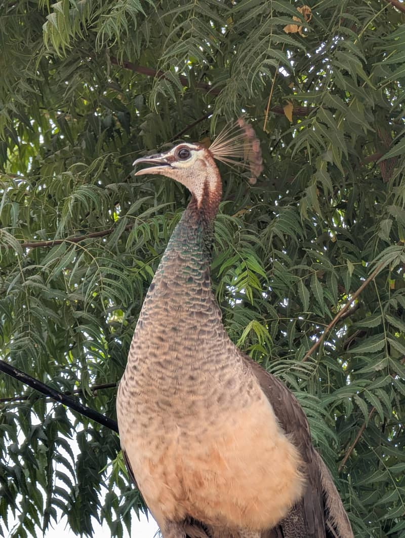 Peacocks 3