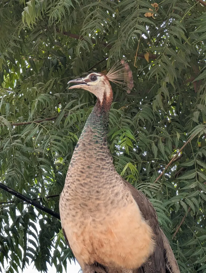 healthy peacock pair for sell — photo 3