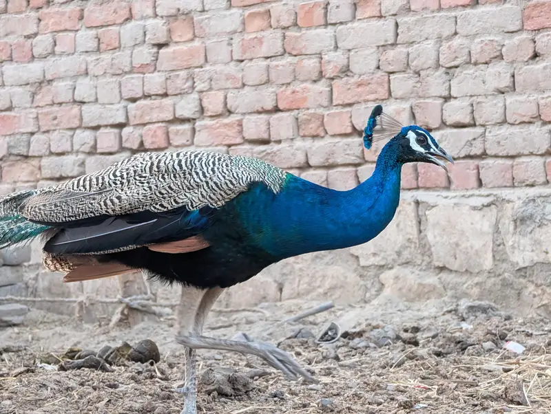 healthy peacock pair for sell — photo 6