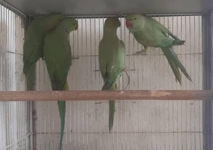 Ringneck male & female only breeding