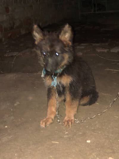 Garman shepherd female ful active good quality bout -03026091183