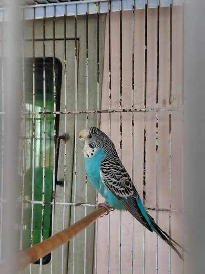 Split black face size working female.