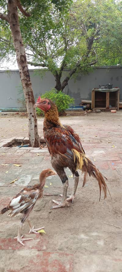 urgent for sale