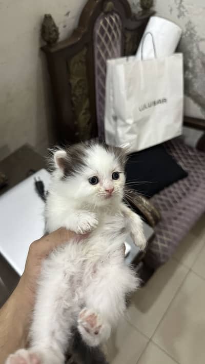 Ragdoll and Turkish angora cross breed kittens