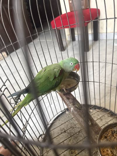 Talking parrot