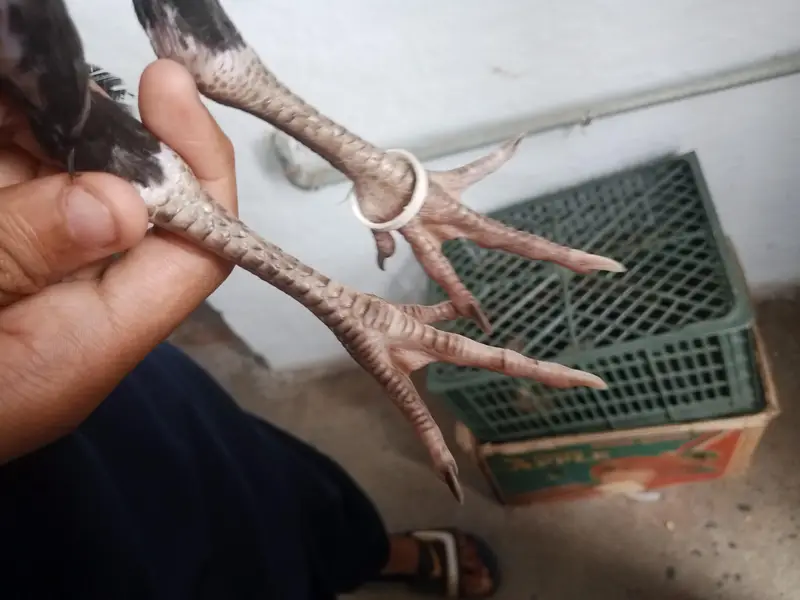 3 murgia ha 2 murga ha — photo 2