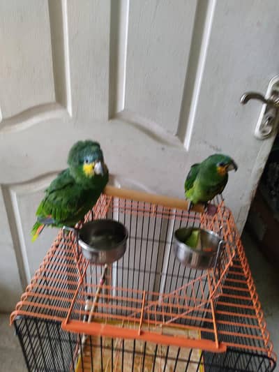 Amazon orange wing