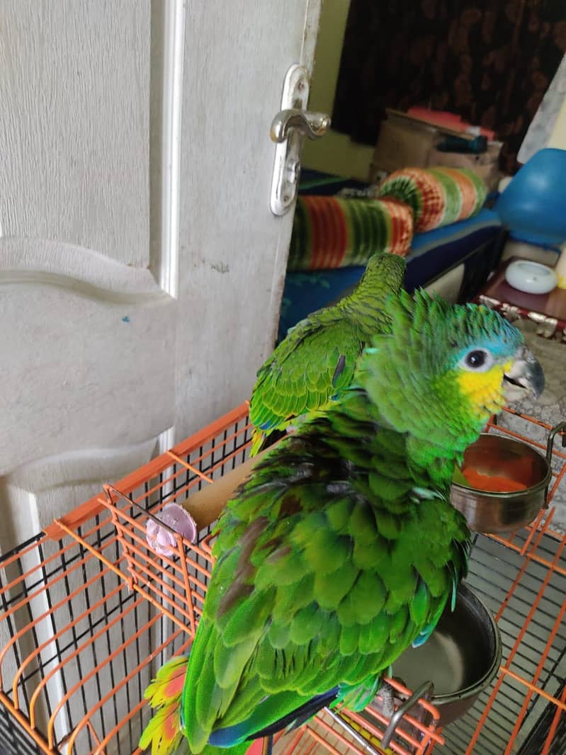 Amazon orange wing 1