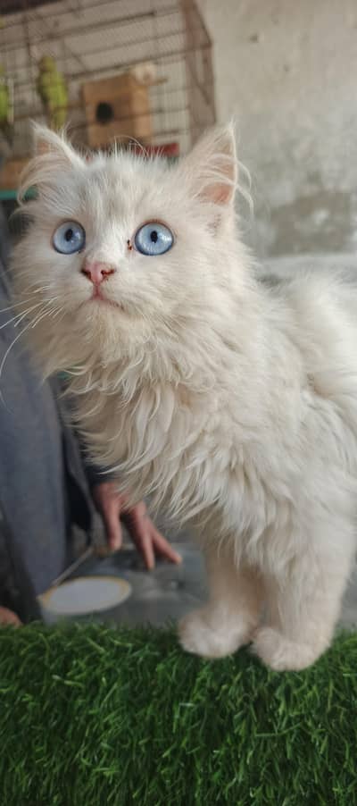 Healthy & Beautiful Persian Cats & Kittens | Male & Female Available