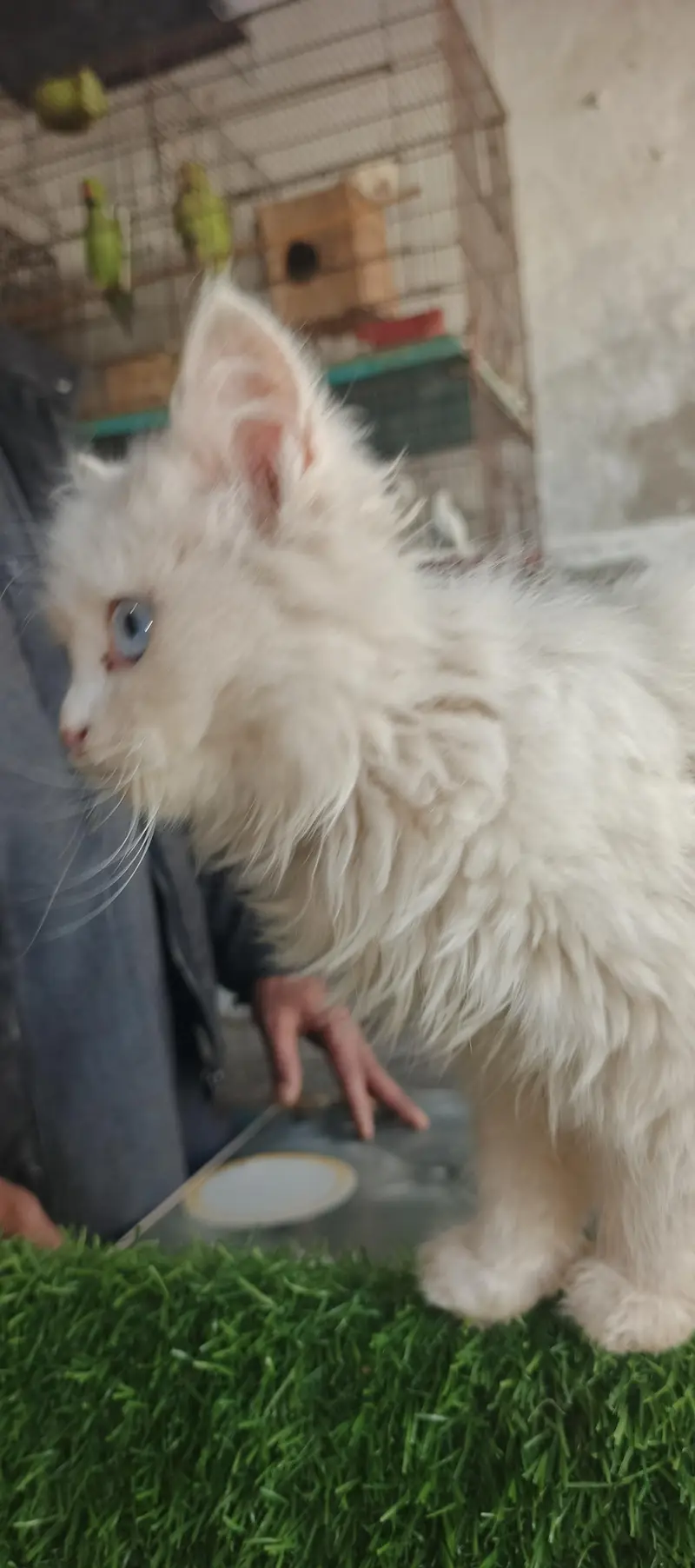 Healthy & Beautiful Persian Cats & Kittens | Male & Female Available — photo 2