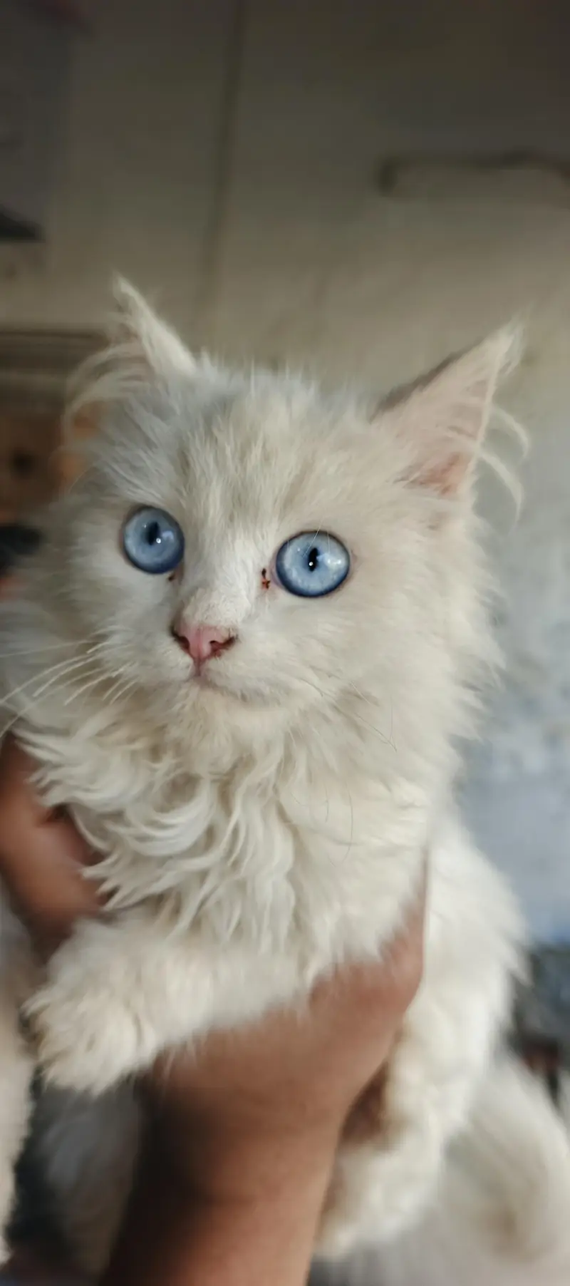 Healthy & Beautiful Persian Cats & Kittens | Male & Female Available — photo 3