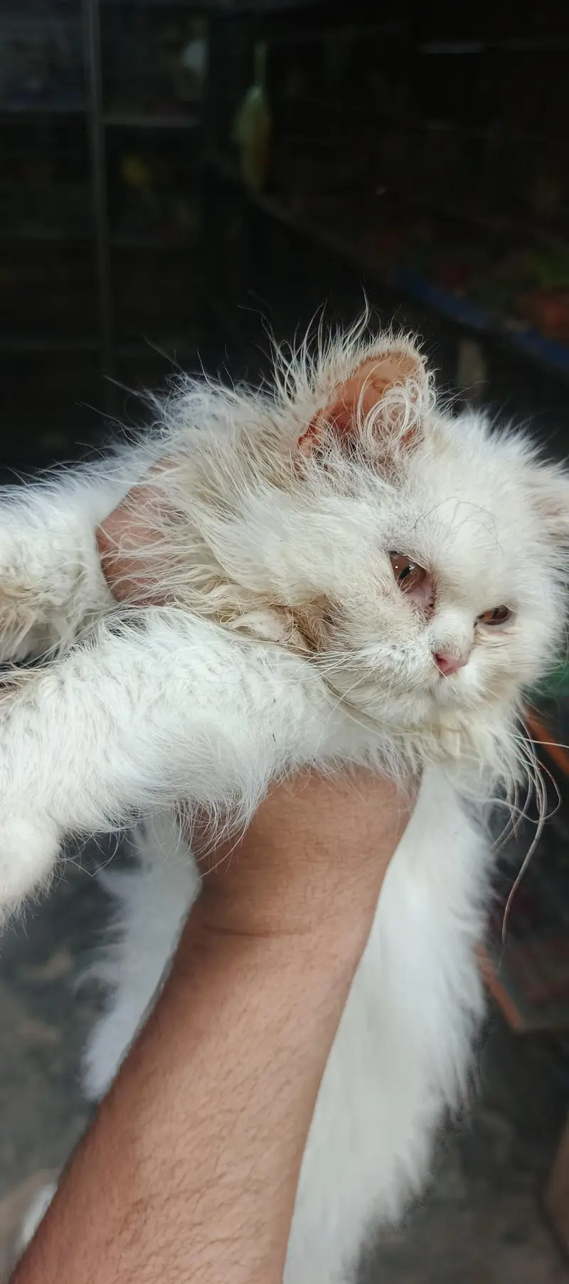 Healthy & Beautiful Persian Cats & Kittens | Male & Female Available — photo 4