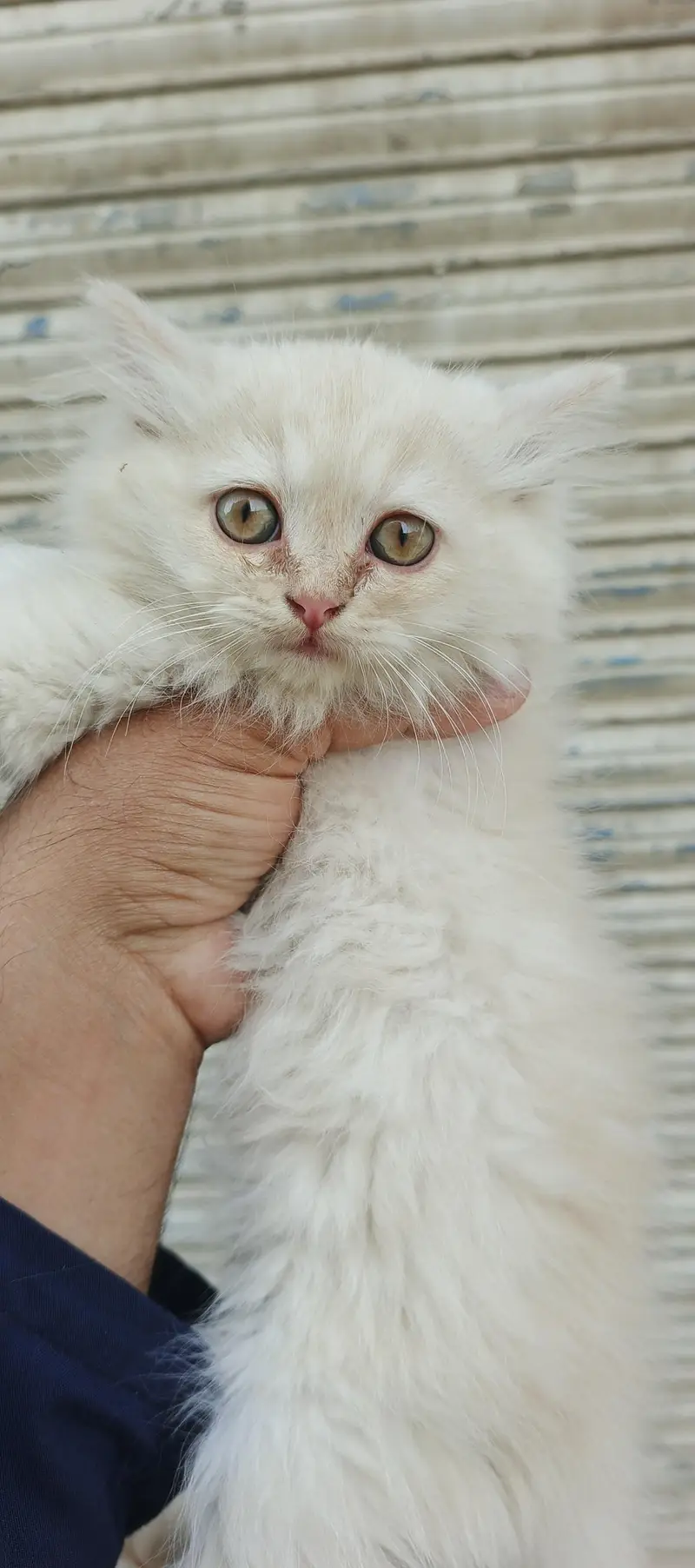 Healthy & Beautiful Persian Cats & Kittens | Male & Female Available — photo 5