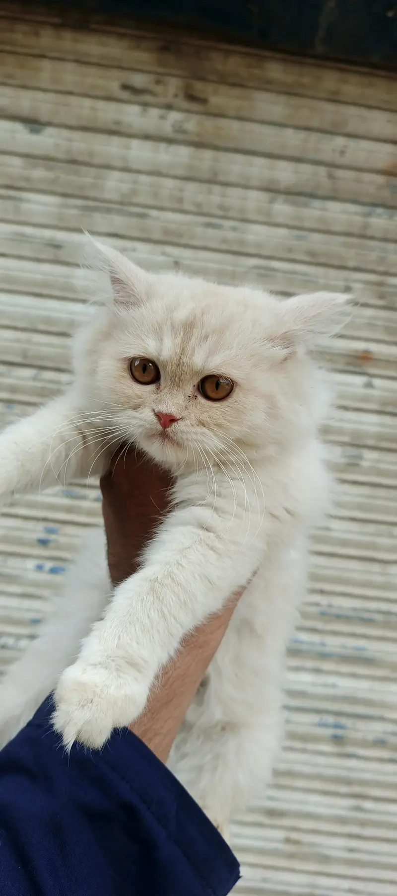 Healthy & Beautiful Persian Cats & Kittens | Male & Female Available — photo 6