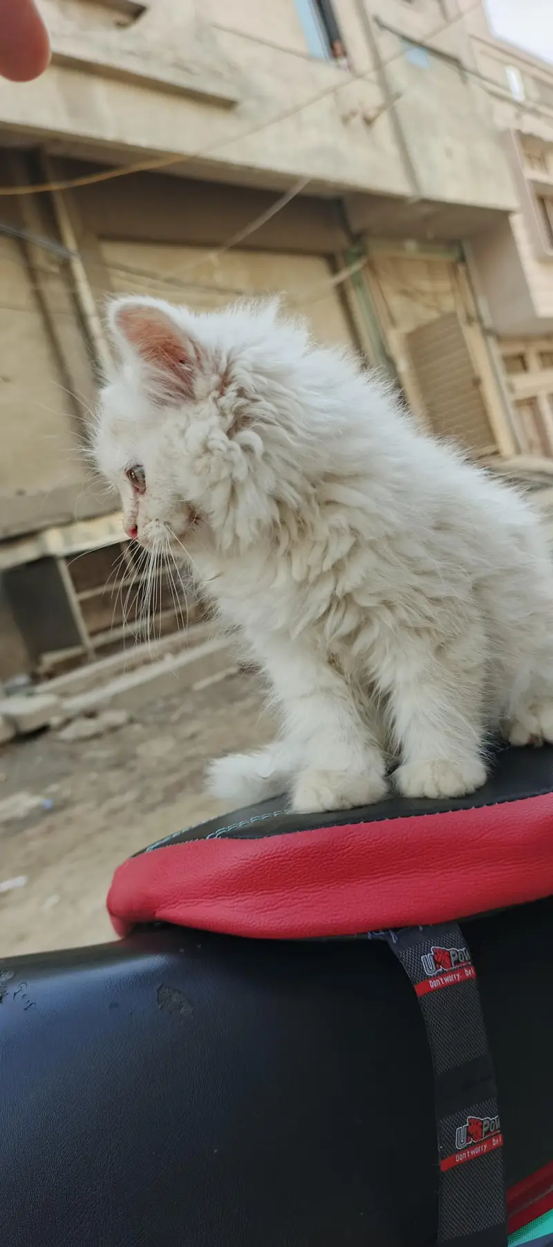 Healthy & Beautiful Persian Cats & Kittens | Male & Female Available — photo 7