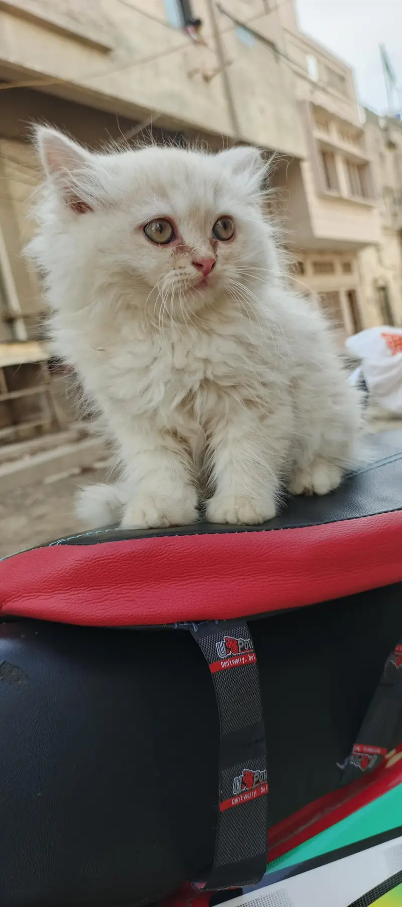 Healthy & Beautiful Persian Cats & Kittens | Male & Female Available — photo 8