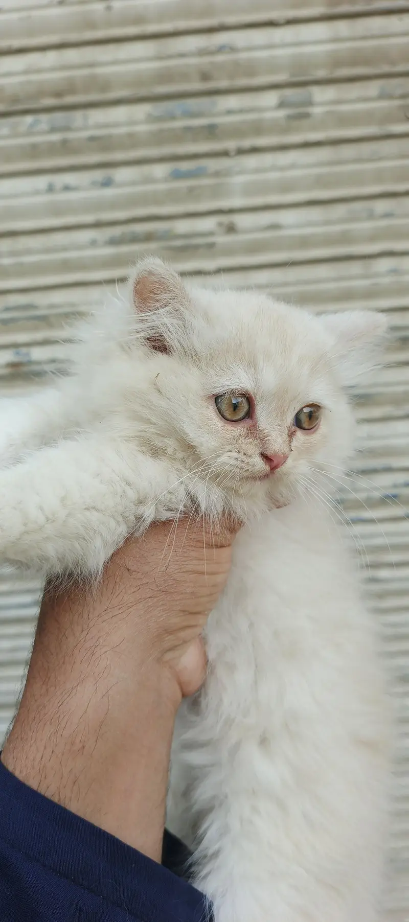 Healthy & Beautiful Persian Cats & Kittens | Male & Female Available — photo 9