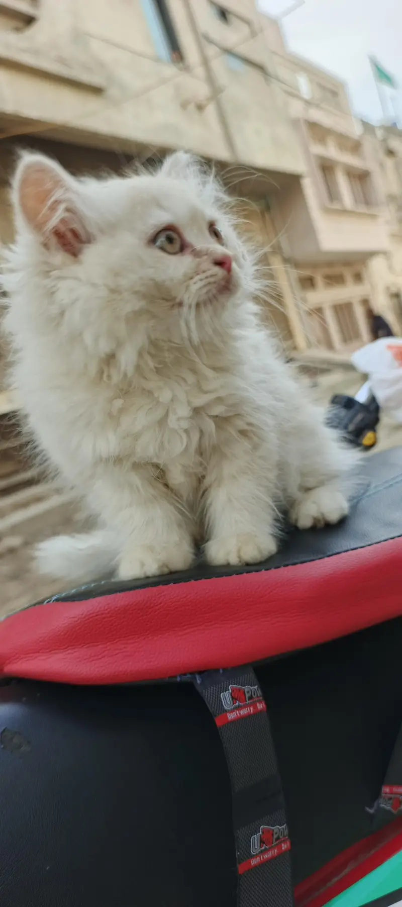 Healthy & Beautiful Persian Cats & Kittens | Male & Female Available — photo 10