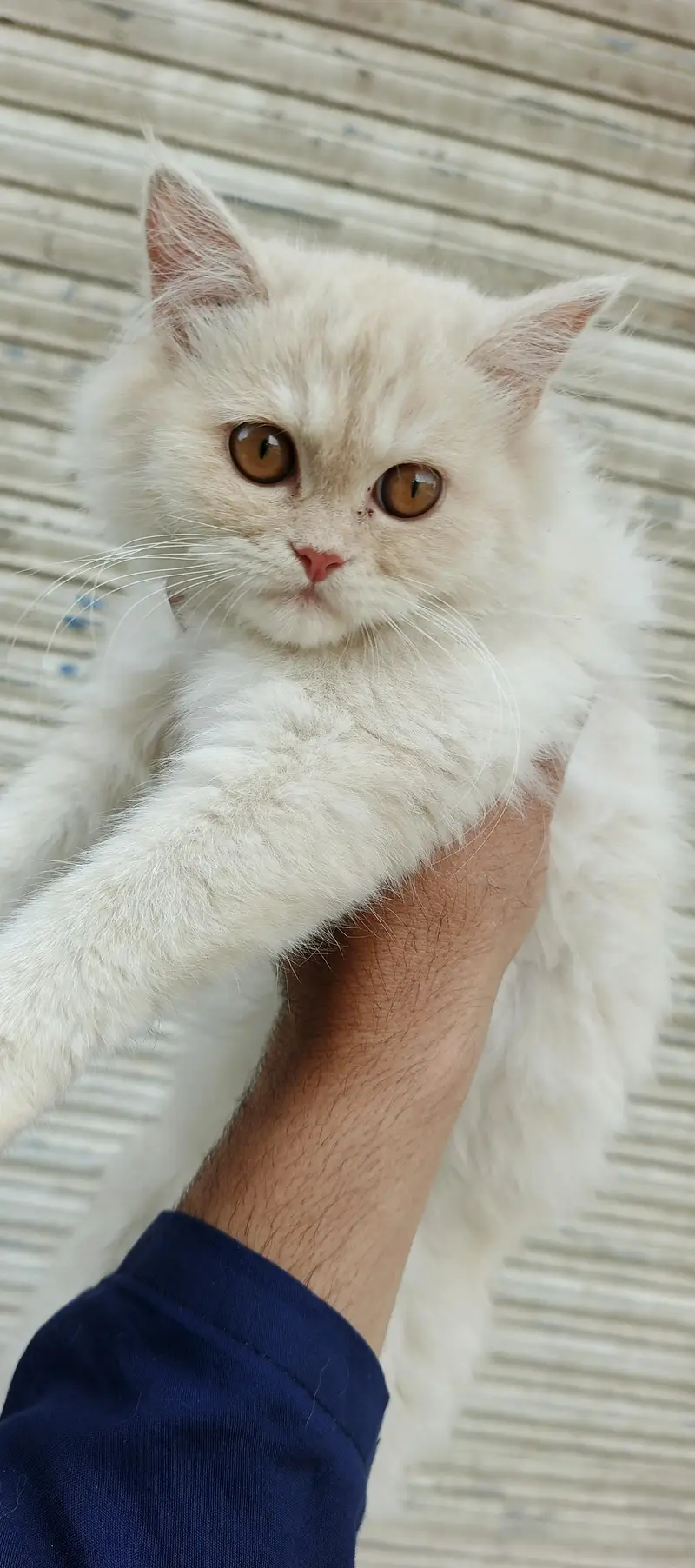 Healthy & Beautiful Persian Cats & Kittens | Male & Female Available — photo 11