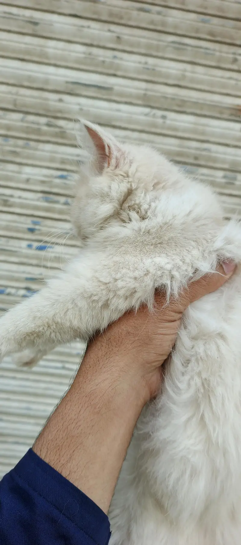 Healthy & Beautiful Persian Cats & Kittens | Male & Female Available — photo 12