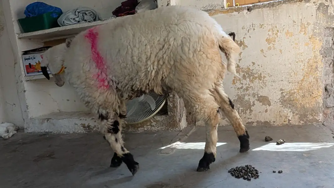 Mundra chatra — photo 2