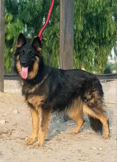 German shep female long coat for sale