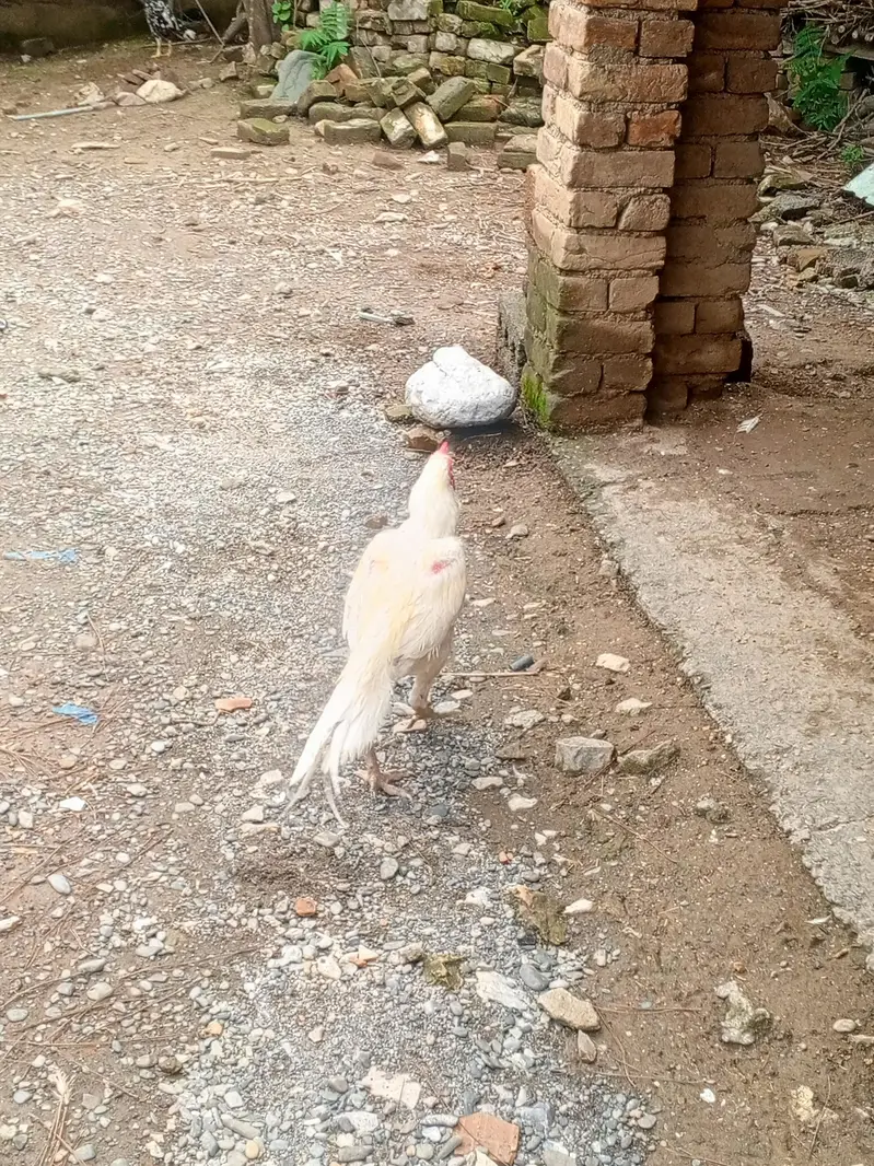 Aseel Heera For Sale — photo 2
