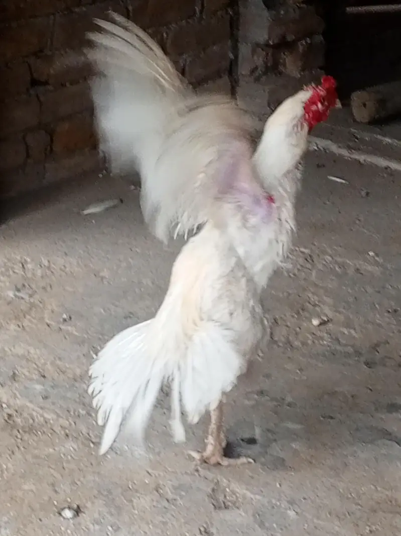 Aseel Heera For Sale — photo 3