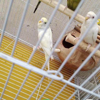 budgie parrot with cage