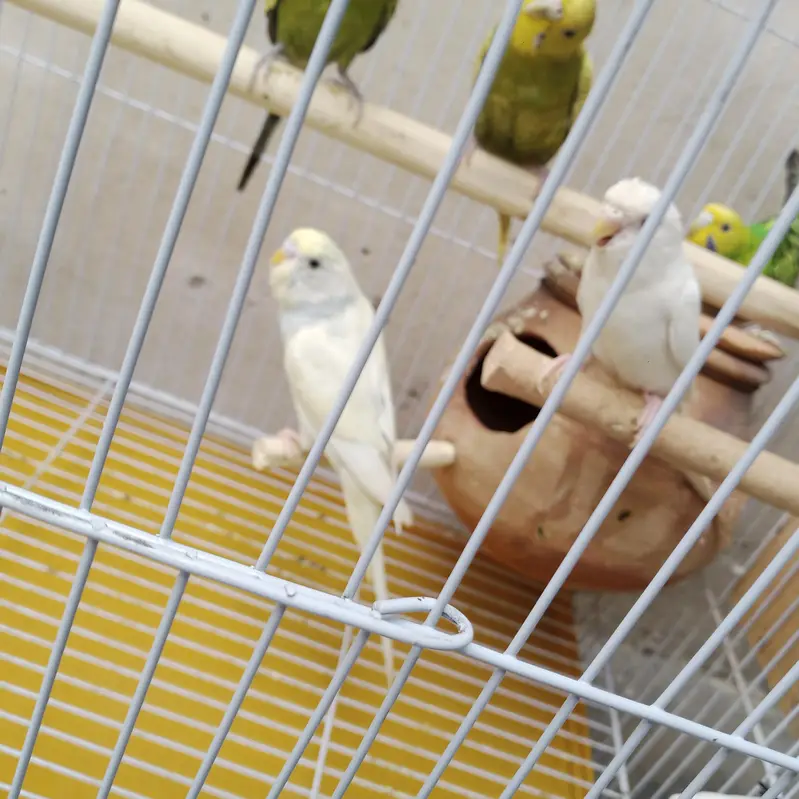budgie parrot with cage — photo 2