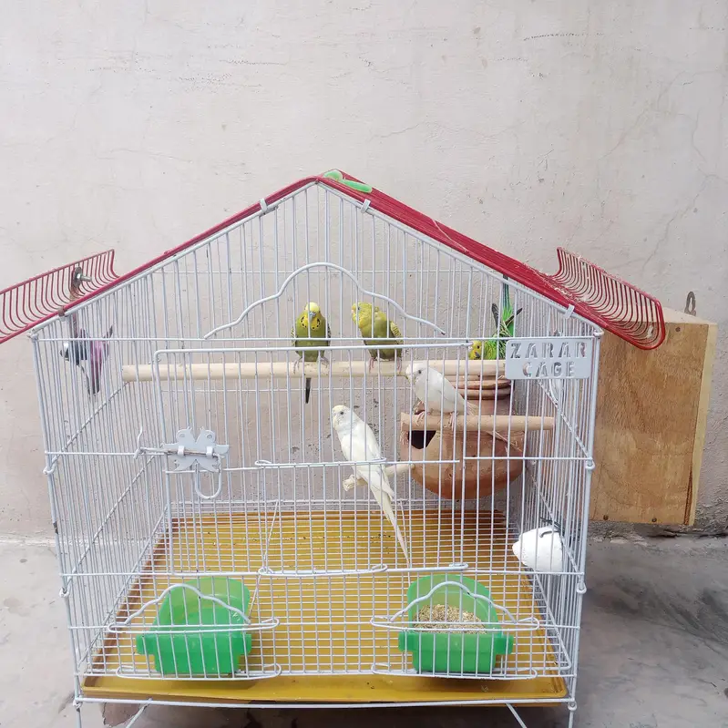budgie parrot with cage — photo 3