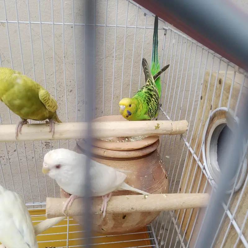 budgie parrot with cage — photo 4
