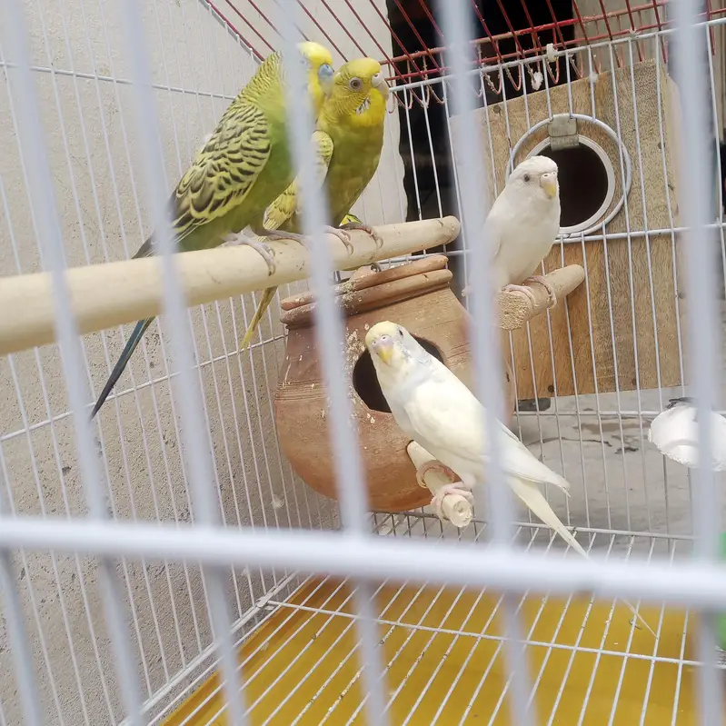 budgie parrot with cage — photo 5