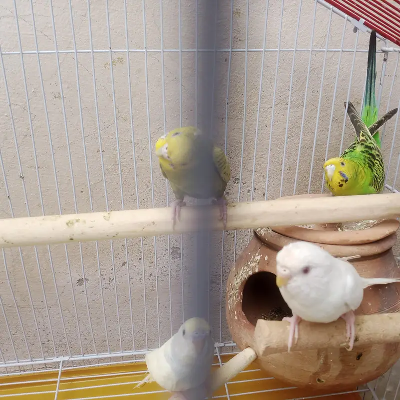 budgie parrot with cage — photo 6