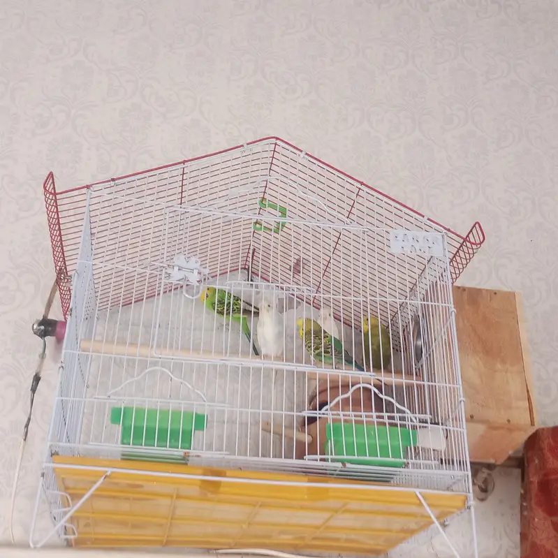 budgie parrot with cage — photo 7