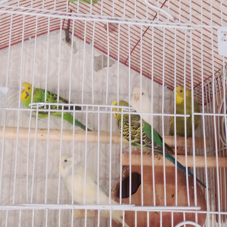 budgie parrot with cage — photo 8