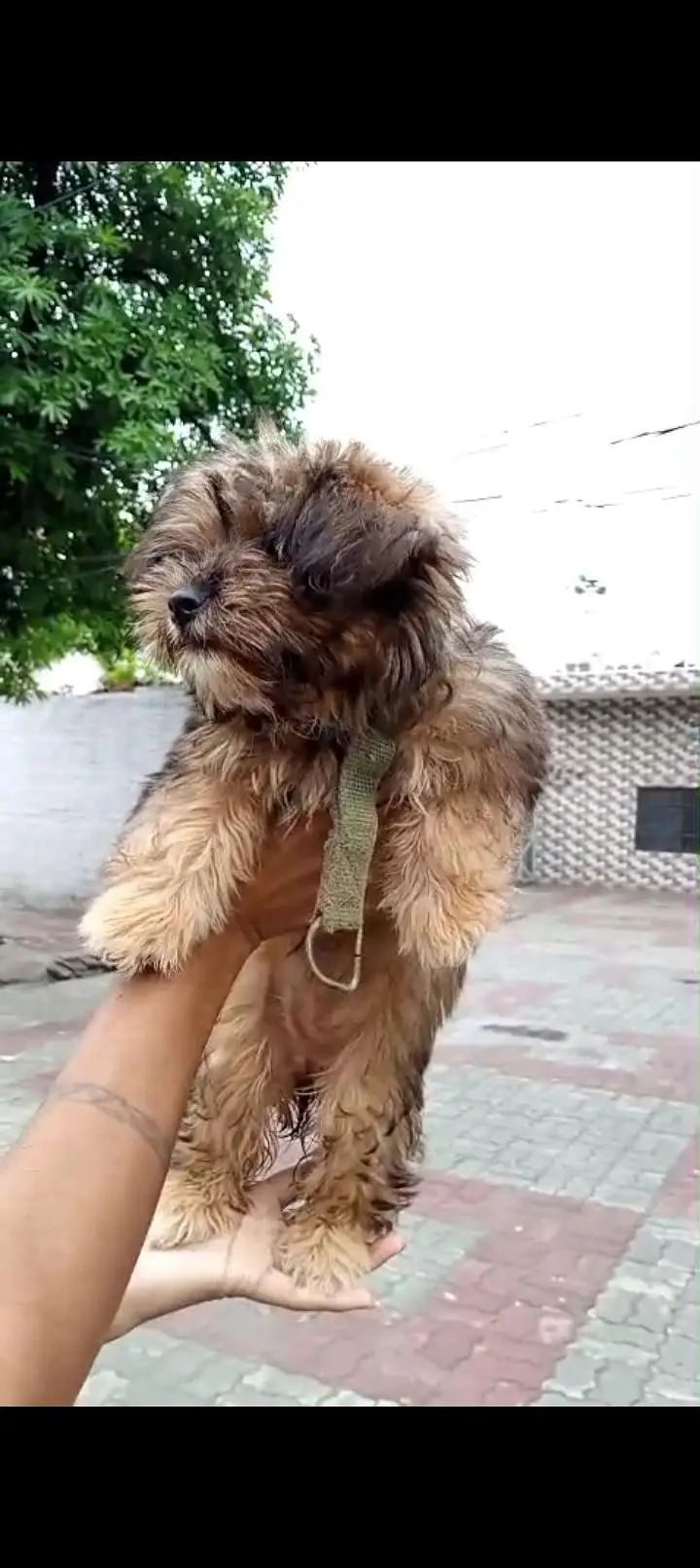 unique color ma shitzu female puppy for sale — photo 3