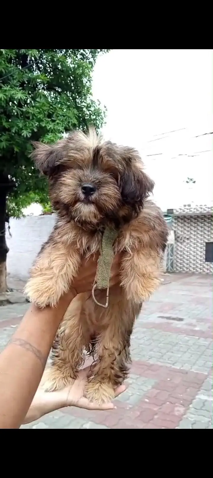 unique color ma shitzu female puppy for sale — photo 4