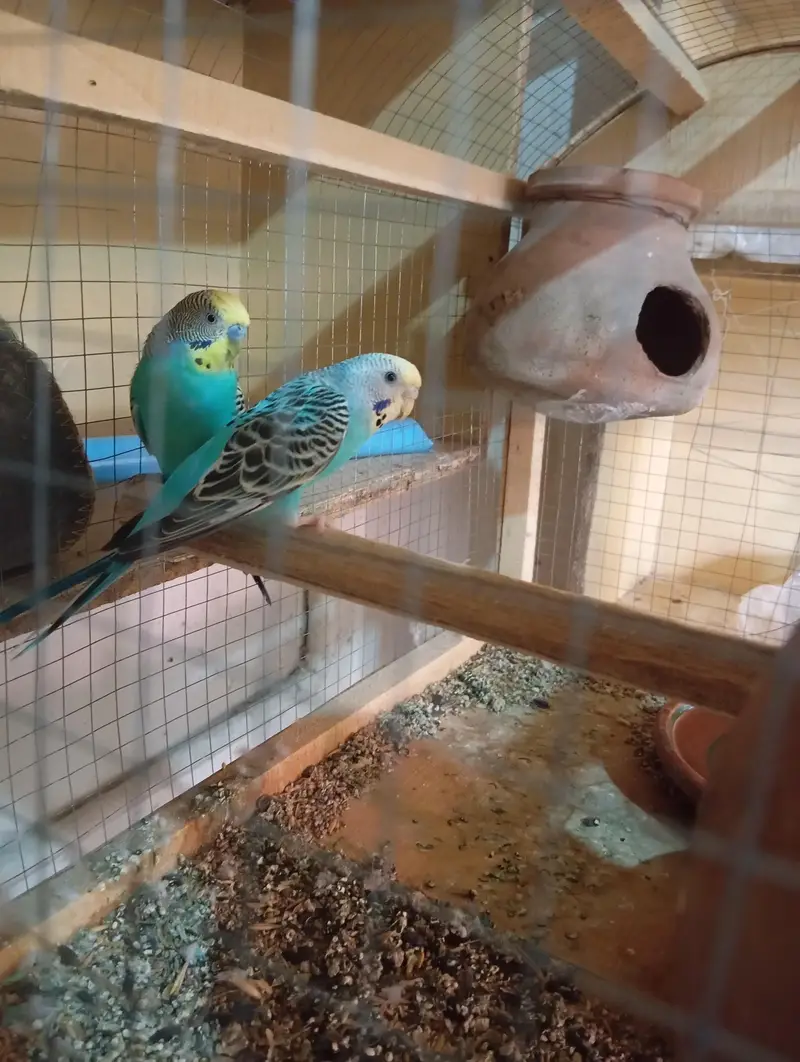 1 Breeder pair or 3 patho k pair sath me wooden cage ha 2 portion wala — photo 2