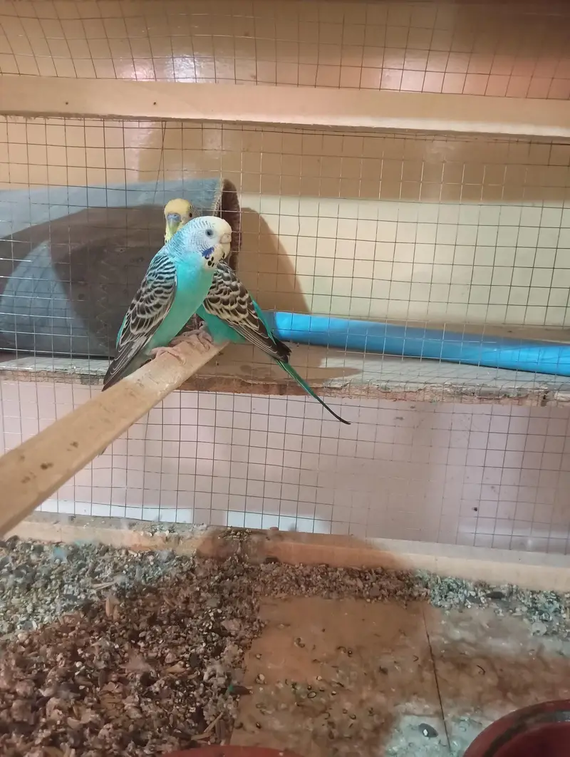 1 Breeder pair or 3 patho k pair sath me wooden cage ha 2 portion wala — photo 3
