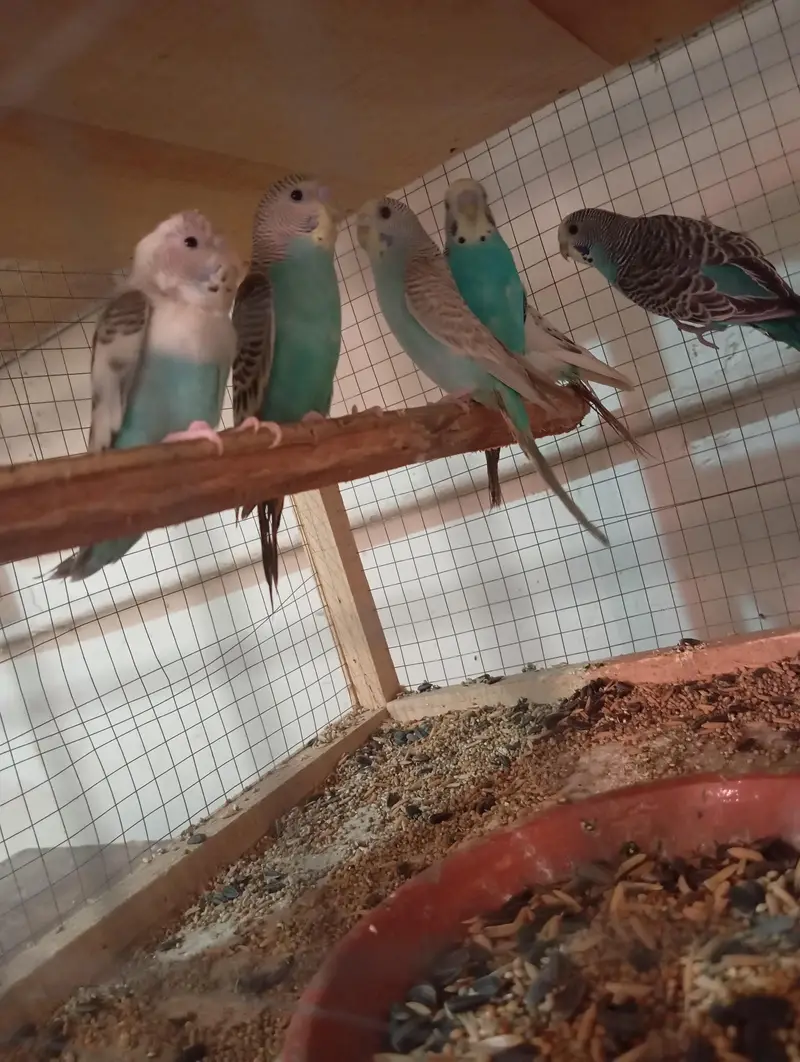 1 Breeder pair or 3 patho k pair sath me wooden cage ha 2 portion wala — photo 4