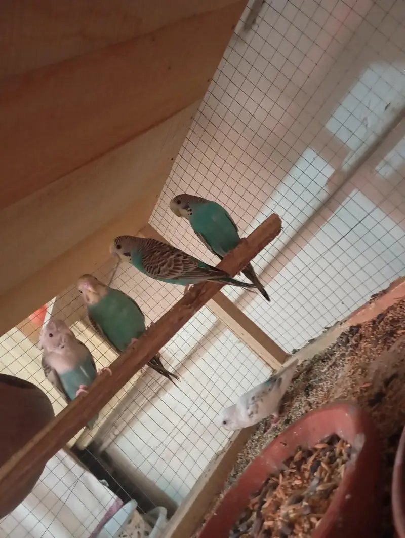 1 Breeder pair or 3 patho k pair sath me wooden cage ha 2 portion wala — photo 5