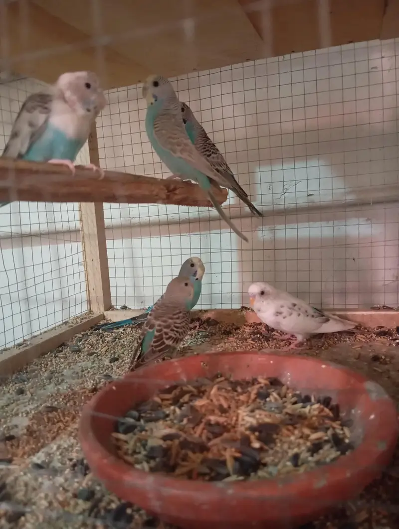 1 Breeder pair or 3 patho k pair sath me wooden cage ha 2 portion wala — photo 6