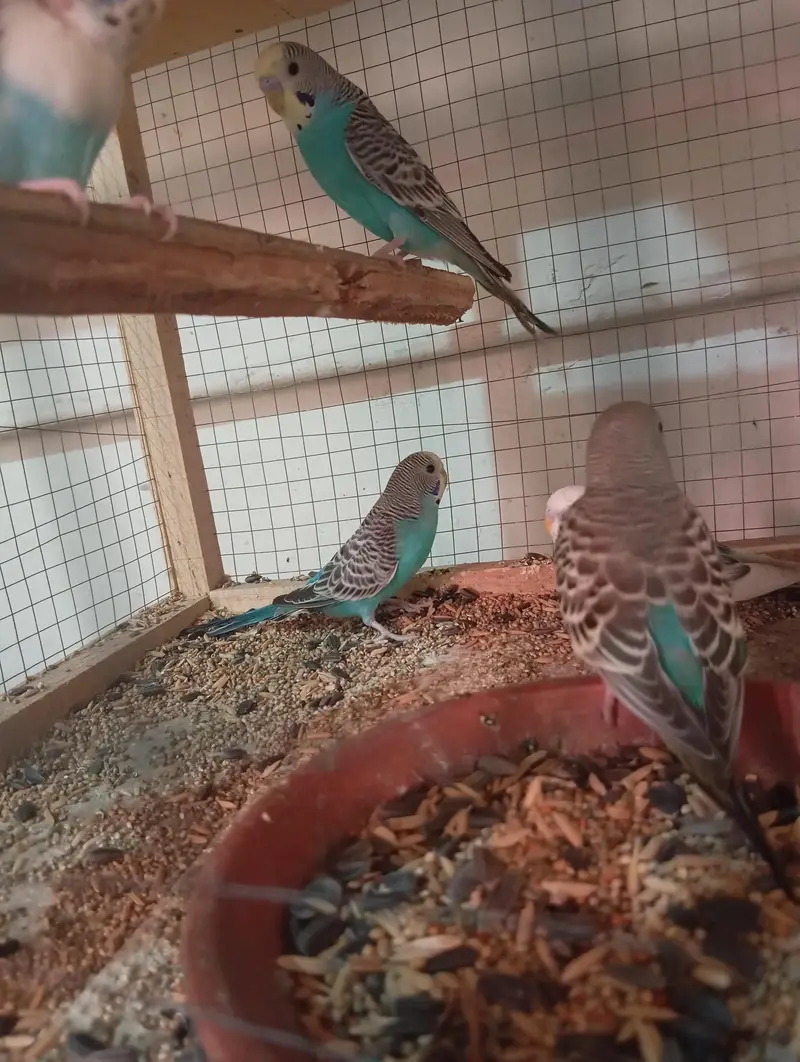 1 Breeder pair or 3 patho k pair sath me wooden cage ha 2 portion wala — photo 7