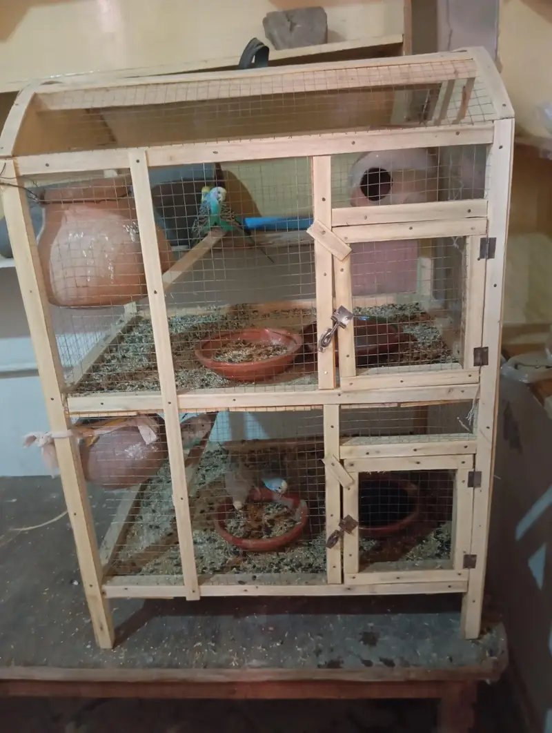 1 Breeder pair or 3 patho k pair sath me wooden cage ha 2 portion wala — photo 8
