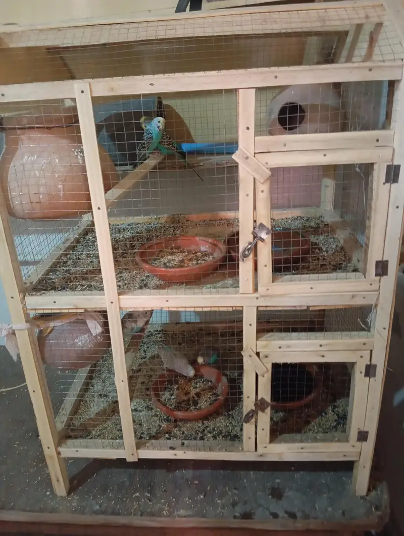 1 Breeder pair or 3 patho k pair sath me wooden cage ha 2 portion wala — photo 9